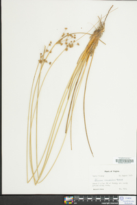 Juncus coriaceus image