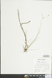 Juncus debilis image