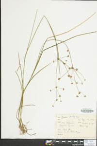 Juncus debilis image