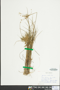 Juncus debilis image