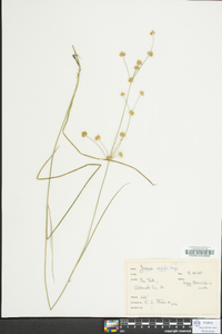 Juncus debilis image