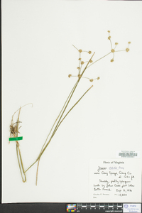 Juncus debilis image