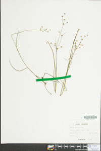 Juncus debilis image