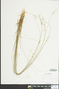 Juncus dichotomus image