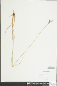 Juncus dichotomus image