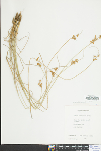 Juncus dichotomus image