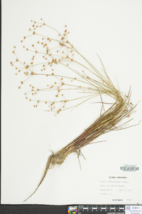 Juncus diffusissimus image