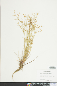 Juncus diffusissimus image