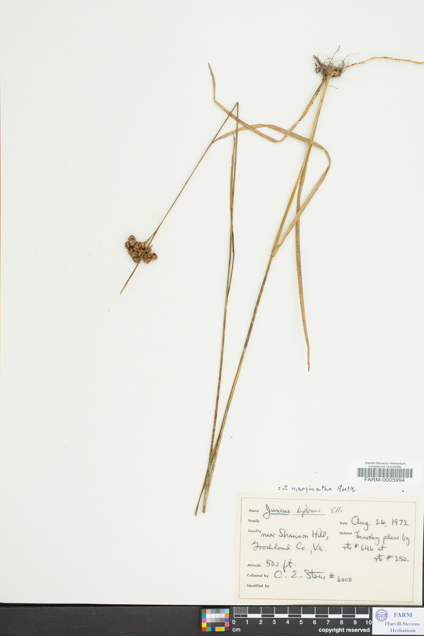 Juncus longii image