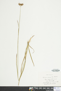 Juncus longii image