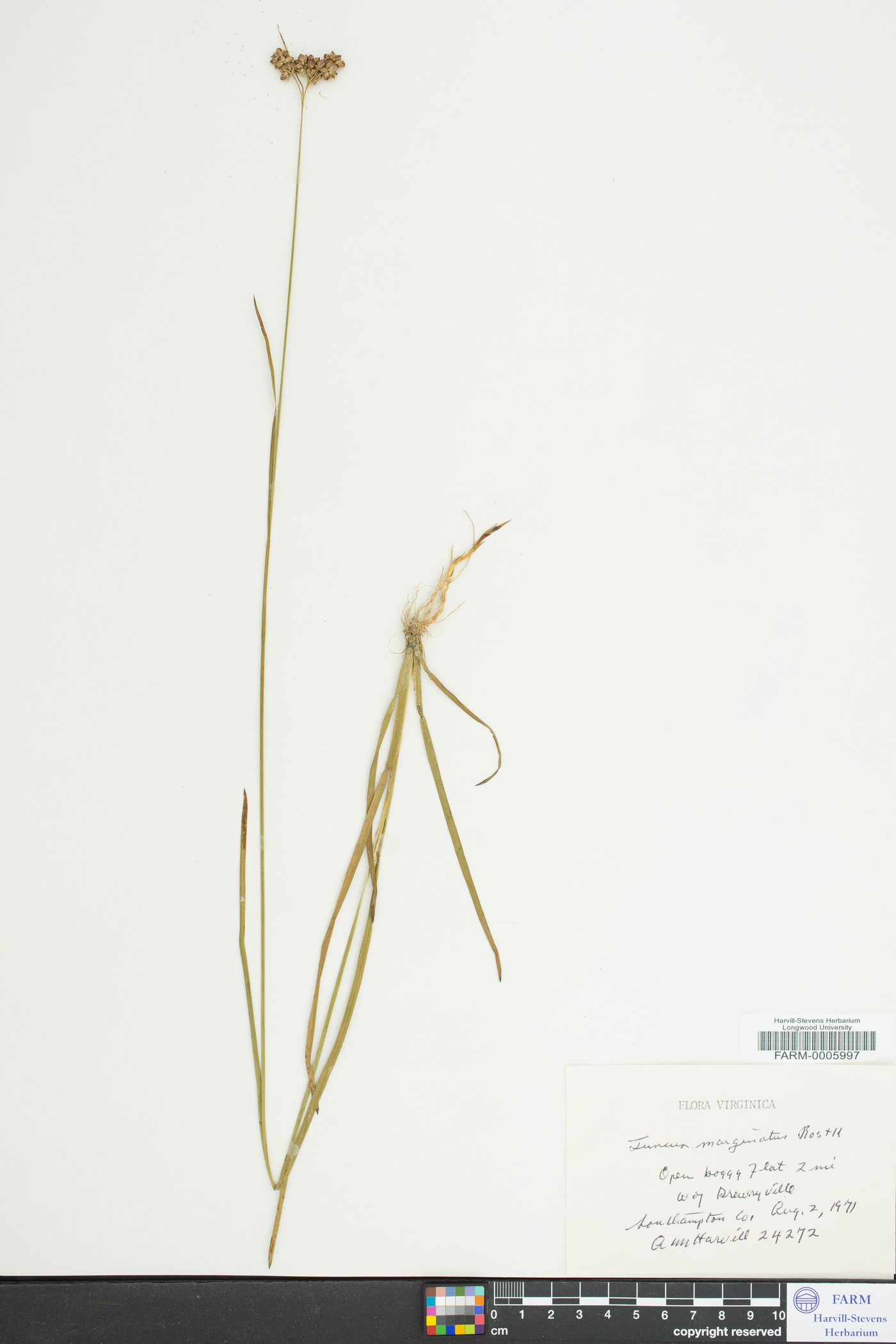 Juncus longii image