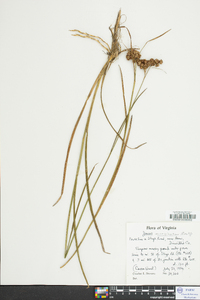 Juncus longii image