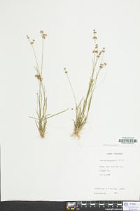 Juncus longii image