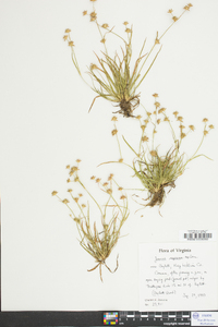 Juncus repens image