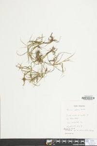 Juncus repens image