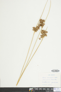 Juncus roemerianus image