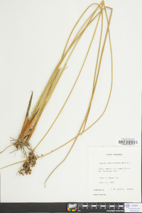 Juncus roemerianus image