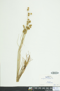 Juncus scirpoides image