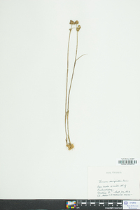 Juncus scirpoides image