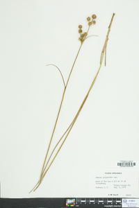 Juncus scirpoides image