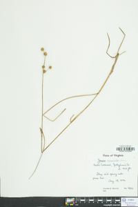 Juncus scirpoides image