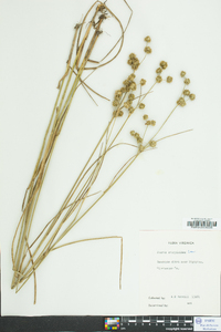 Juncus scirpoides image