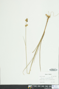 Juncus scirpoides image