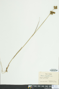 Juncus scirpoides image