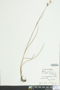 Juncus scirpoides image