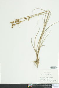 Juncus scirpoides image