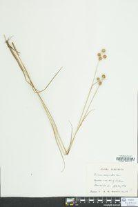 Juncus scirpoides image