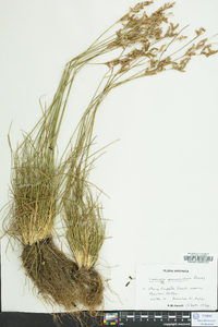 Juncus secundus image