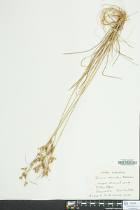 Juncus secundus image