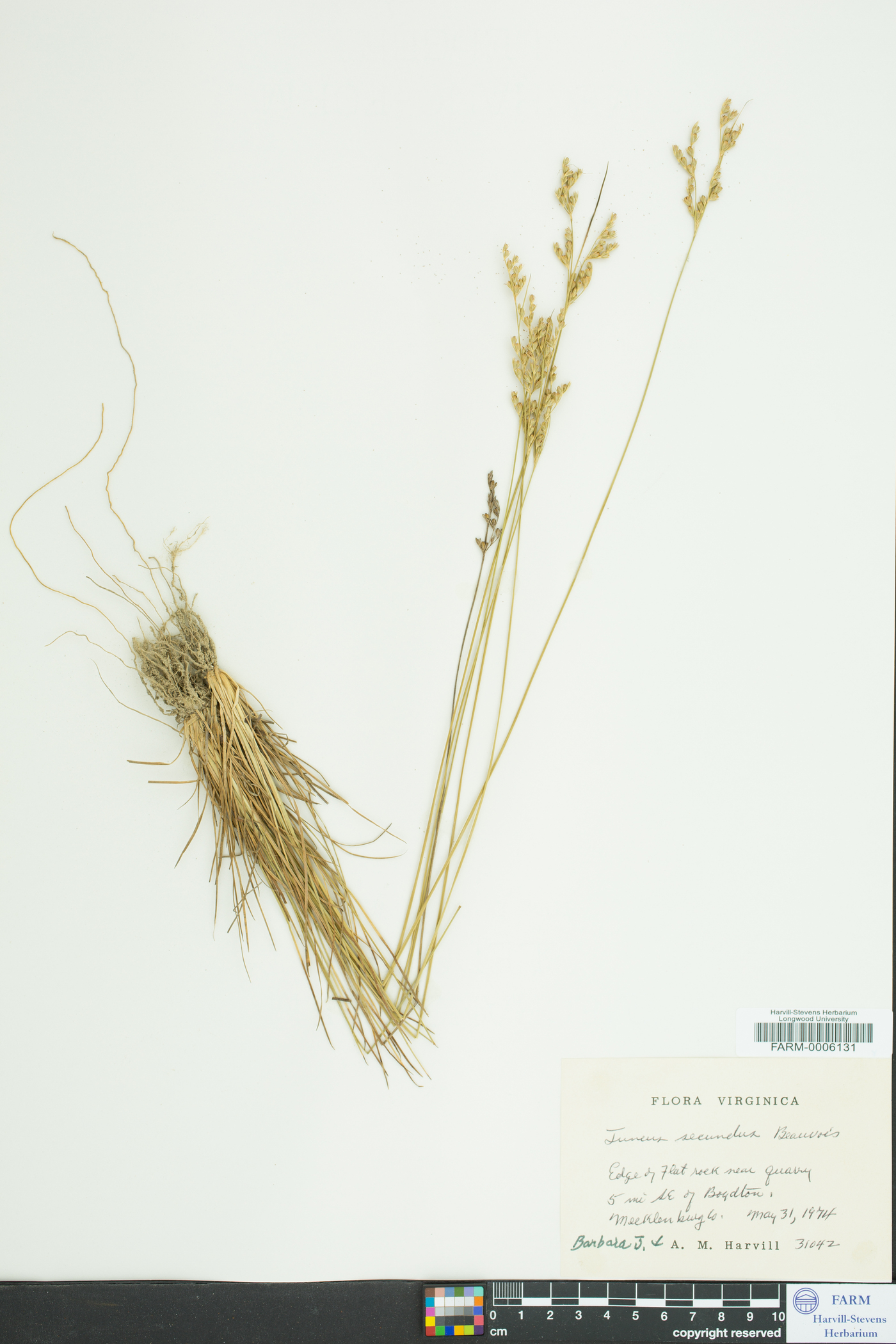 Juncus secundus image