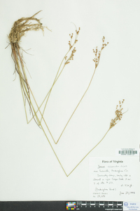 Juncus secundus image