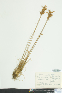 Juncus secundus image