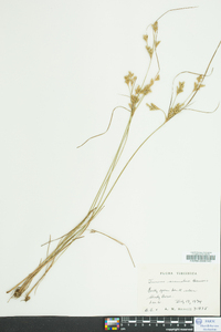 Juncus secundus image