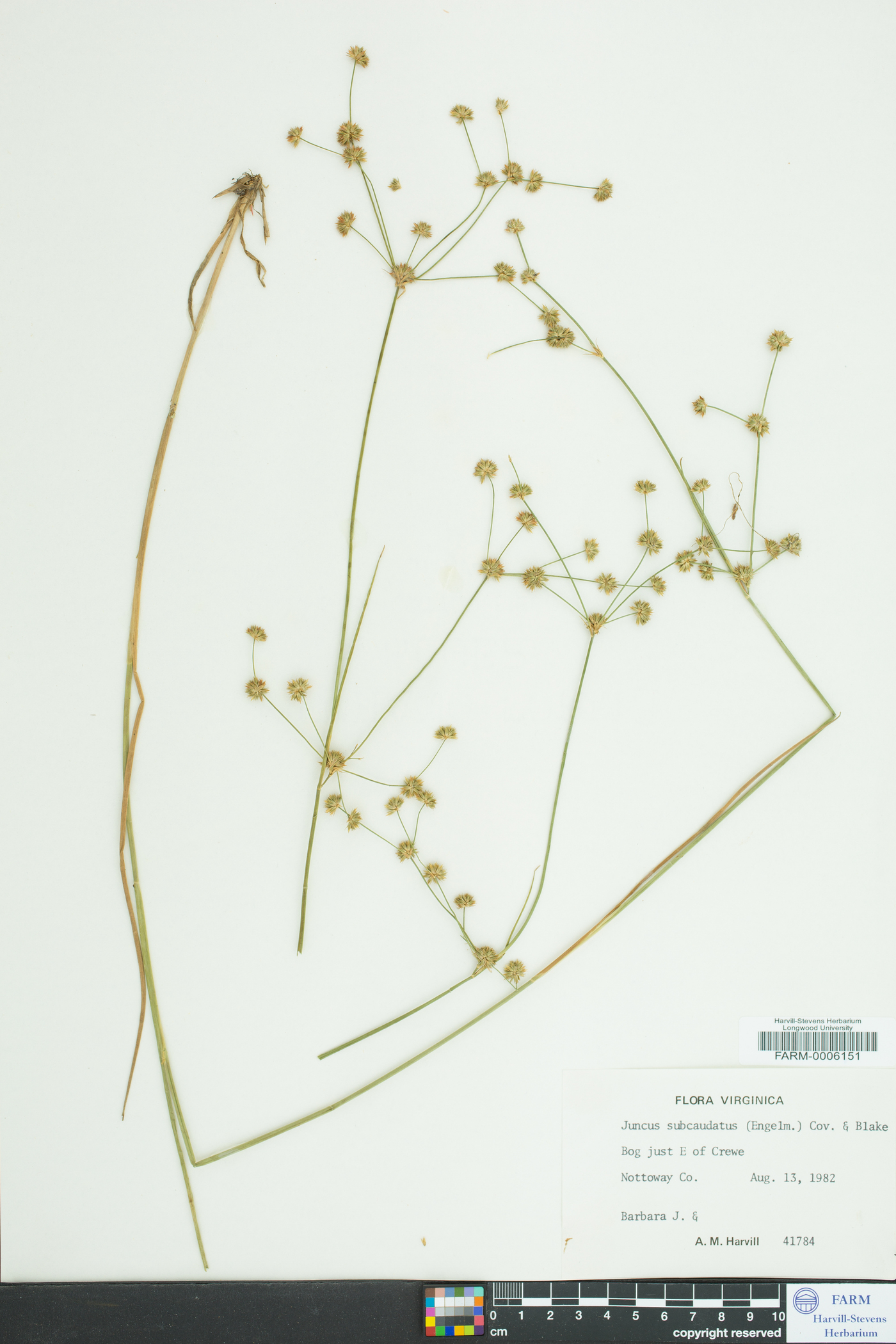 Juncus subcaudatus image