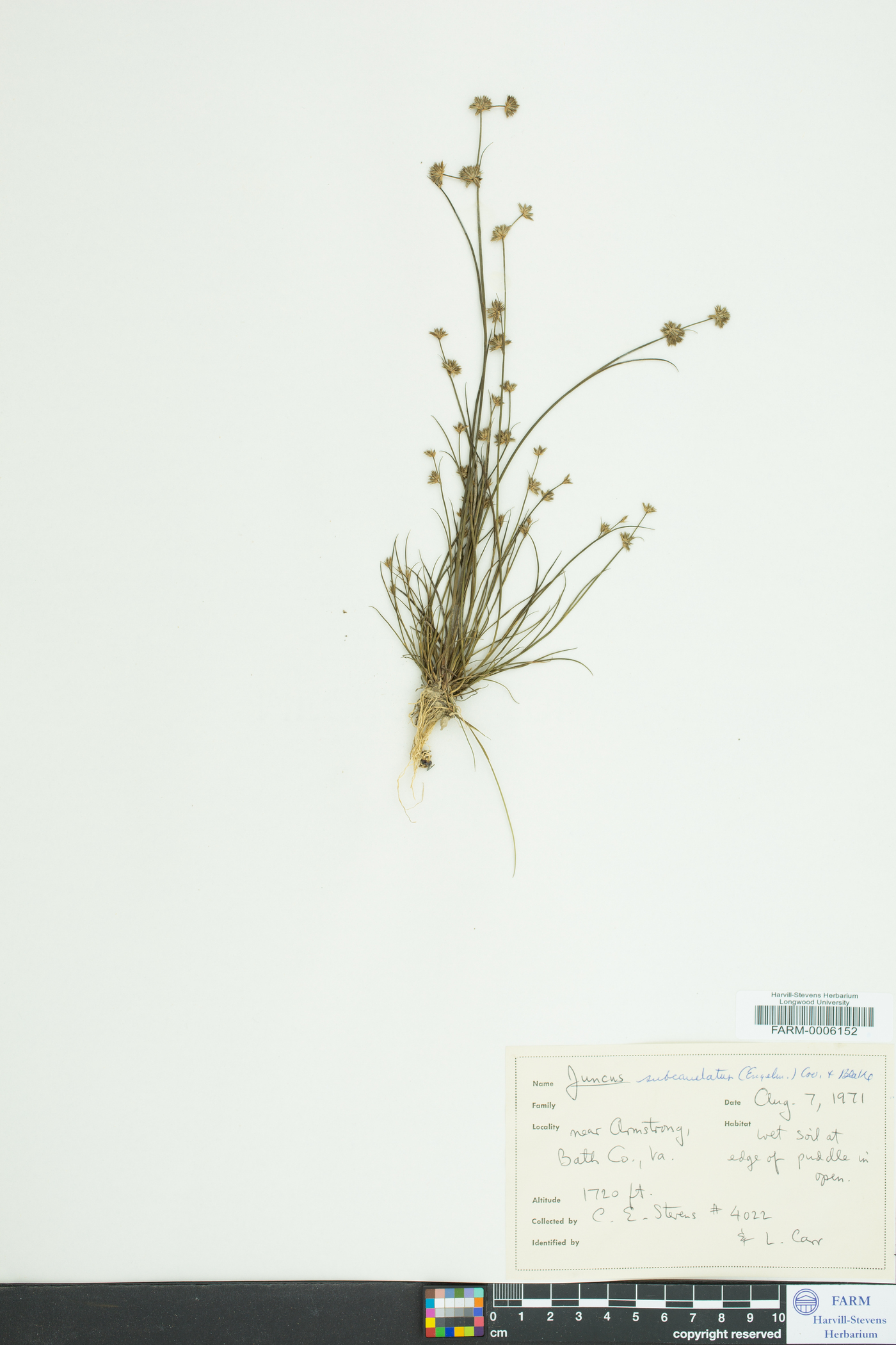 Juncus subcaudatus image