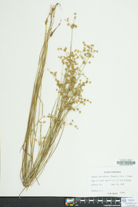 Juncus subcaudatus image