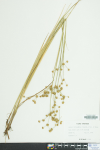 Juncus subcaudatus image