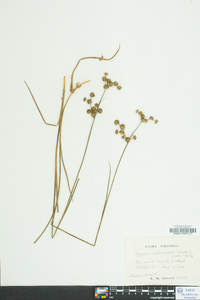 Juncus subcaudatus image