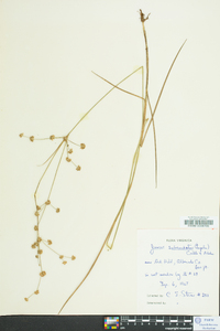 Juncus subcaudatus image