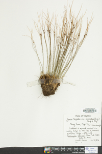 Juncus trifidus image