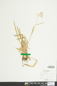 Luzula acuminata image