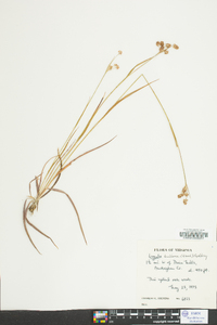 Luzula bulbosa image