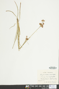 Luzula bulbosa image