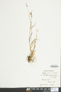 Luzula bulbosa image