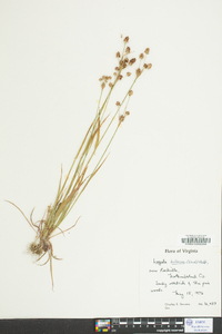 Luzula bulbosa image