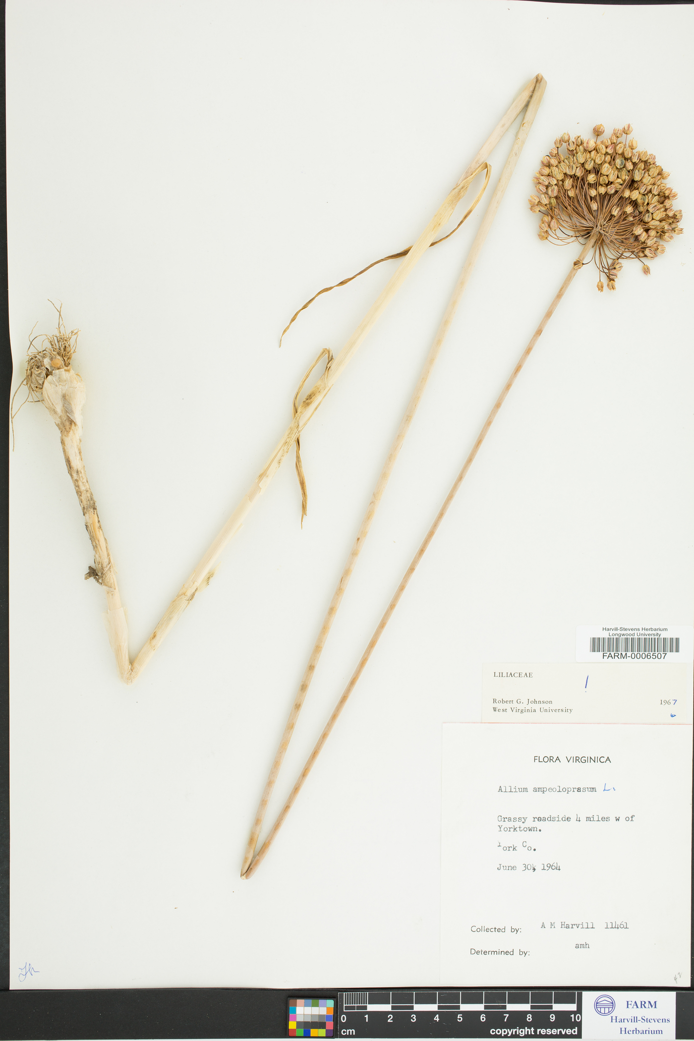 Allium ampeloprasum image